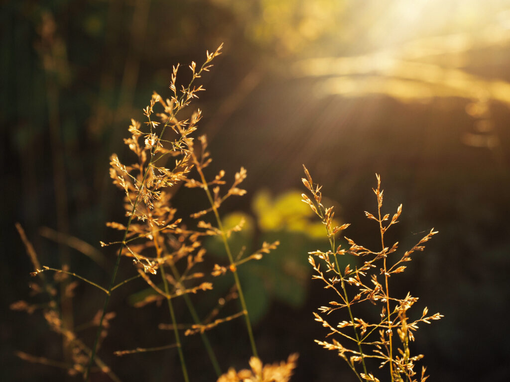 golden grass in bright sunshine