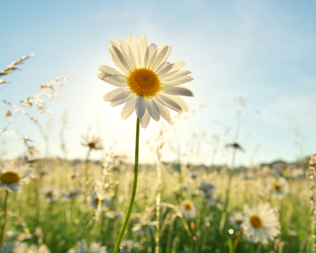 spring daisy portrait and sunshine 2021 08 27 08 36 03 utc